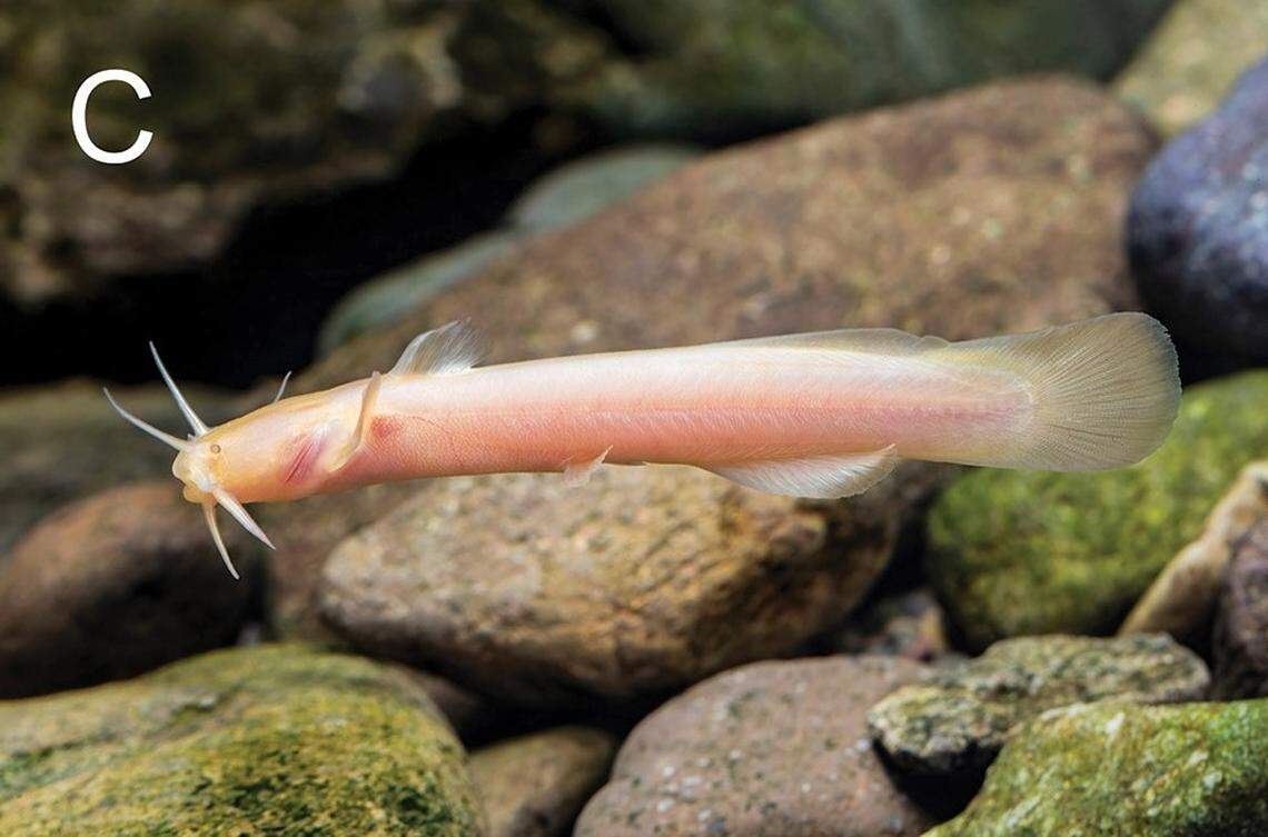 An albino Liobagrus chenhaojuni, or Chen’s catfish.