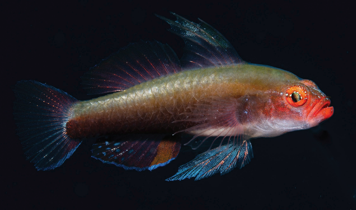 An Eviota bella, or beautiful dwarfgoby.