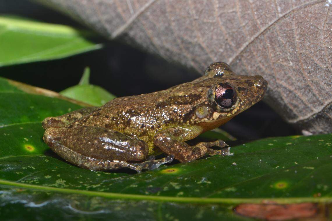A Scinax ritaleeae, or Rita Lee’s snouted treefrog.