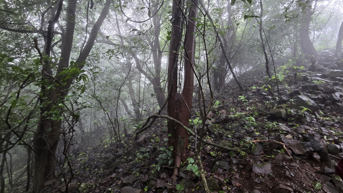 The new species was discovered in a semi-evergreen forest in Maharashtra, India, according to researchers.