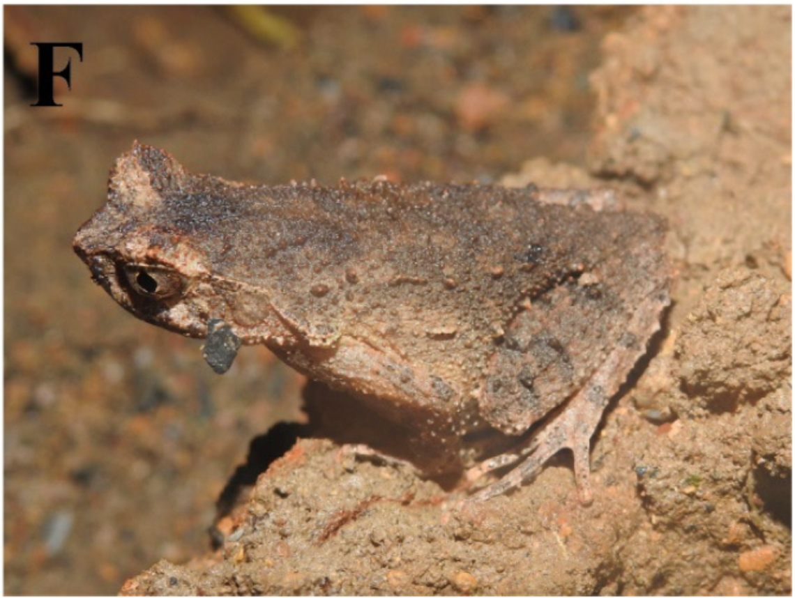 A Boulenophrys dupanglingensis, or Dupangling horned toad.