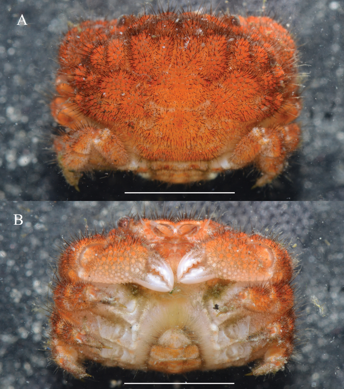 Gaillardiellus magiruber’s exoskeleton changes into a vibrant orange color as it grows.