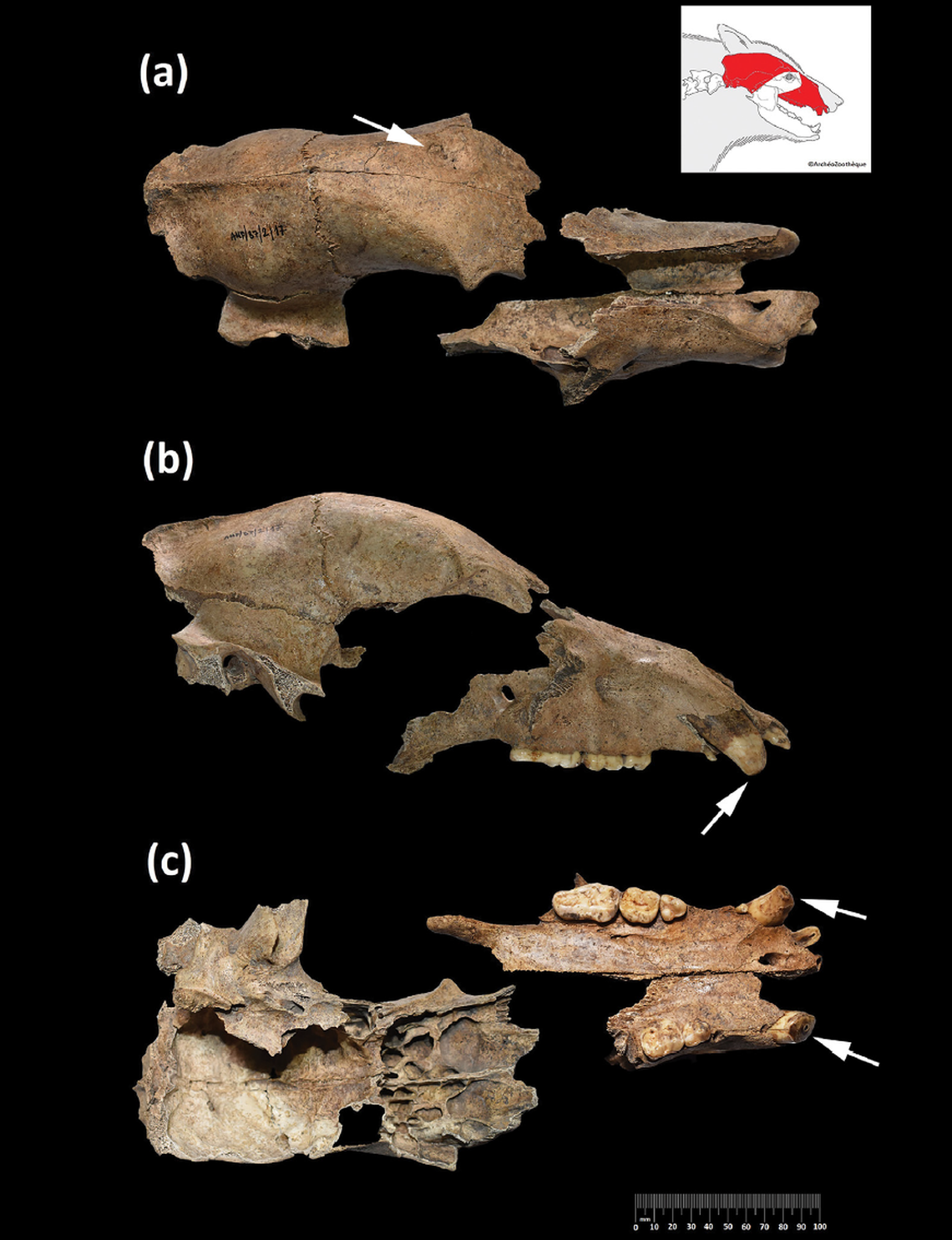 Researchers said the 6-year-old bear was likely used repeatedly in Roman spectacles in Serbia.