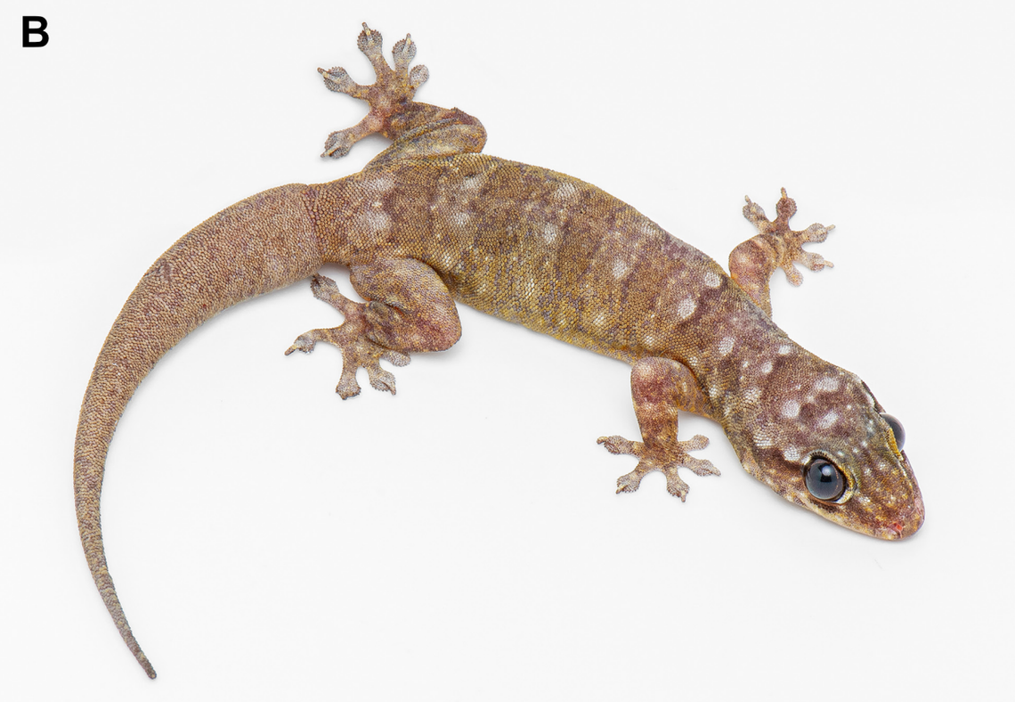 A Gehyra shiva, or Shiva four-clawed gecko.