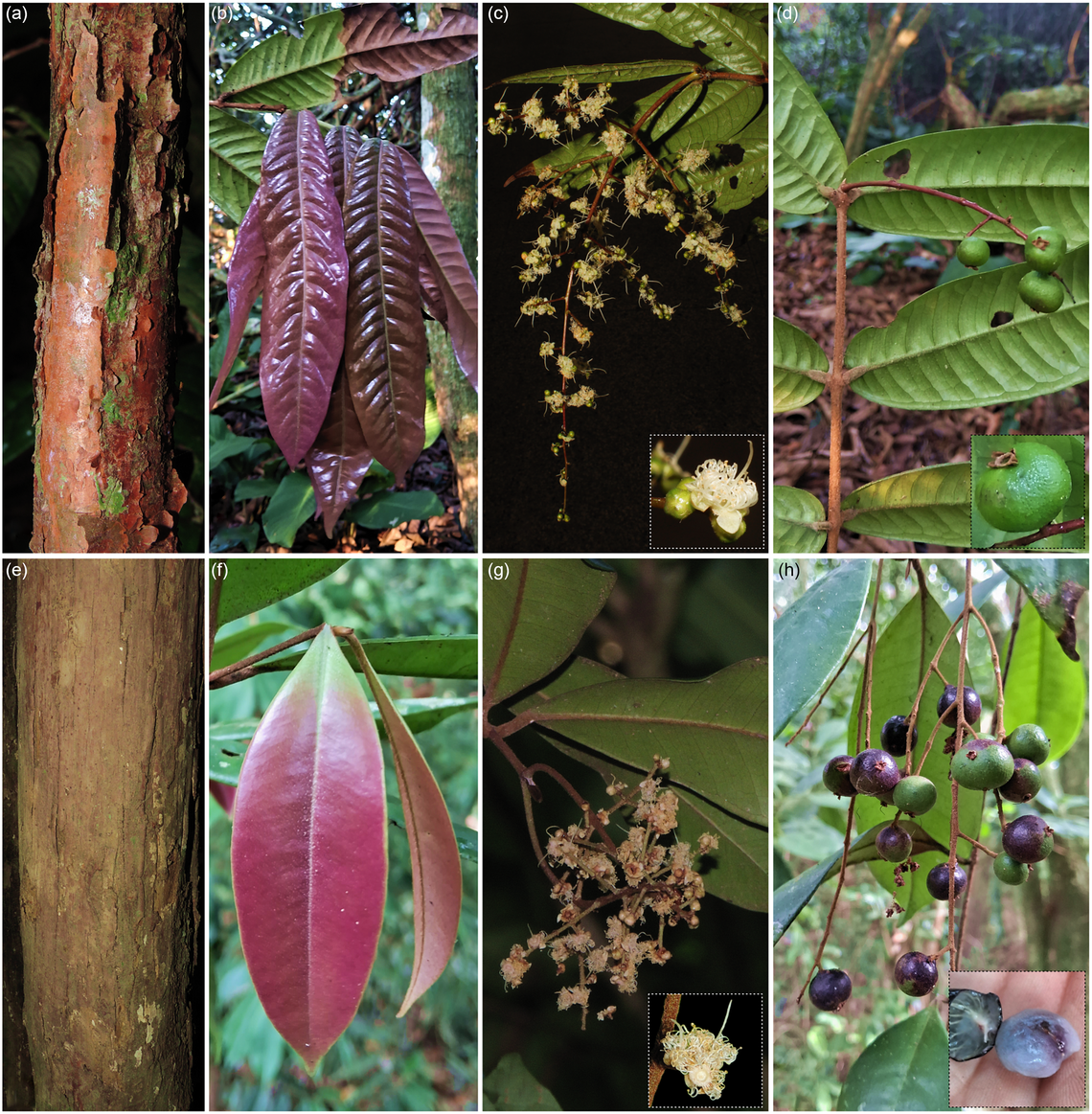 Researchers documented the fruit of Myrcia rubiginosa for the first time since the species’ discovery.