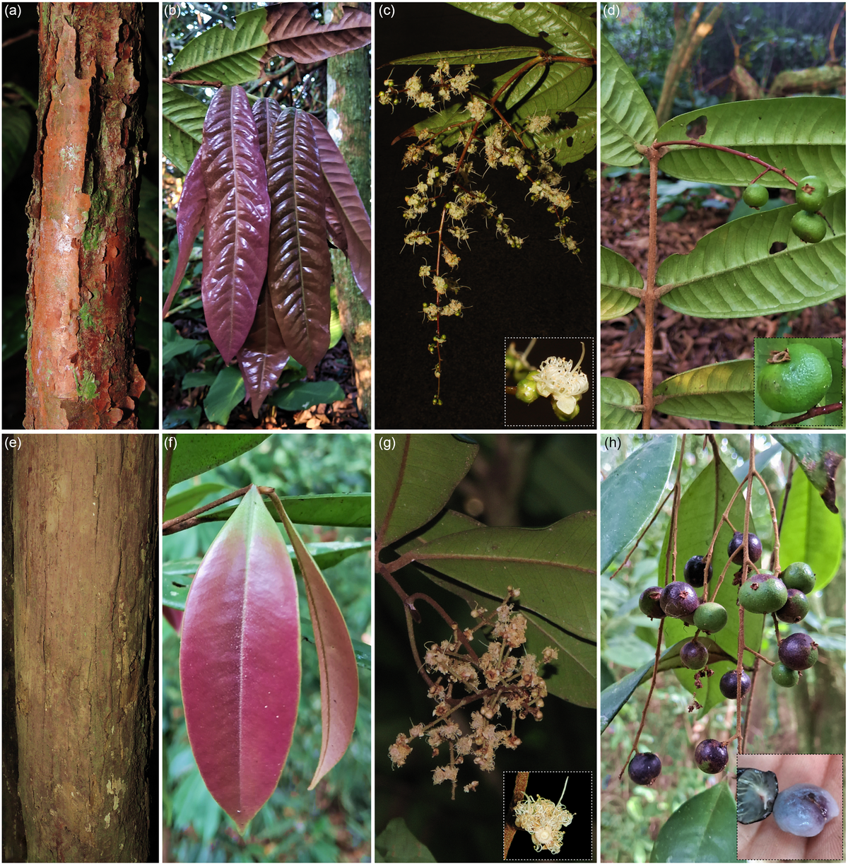 Researchers documented the fruit of Myrcia rubiginosa for the first time since the species’ discovery.