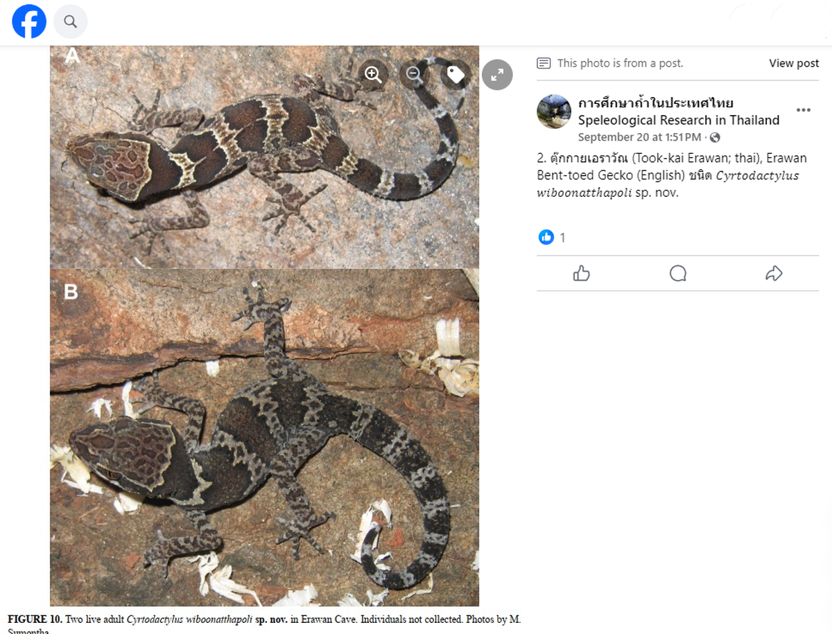 Two Cyrtodactylus wiboonatthapoli, or Erawan bent-toed geckos, with more brown hues.