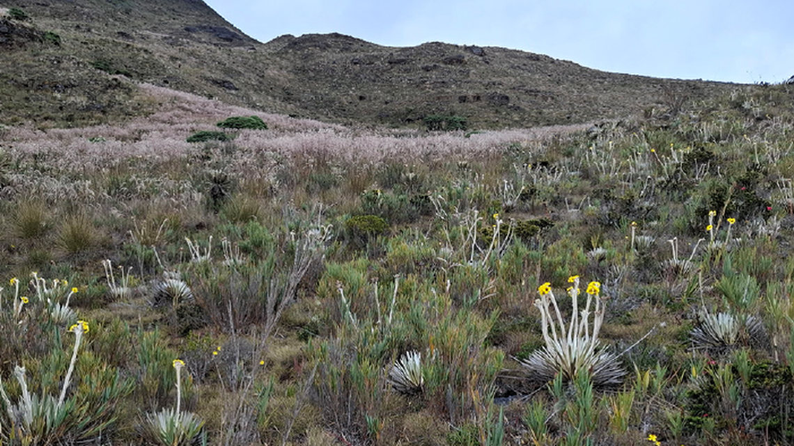 The new butterfly species is very similar to a known species that lives over 800 miles away, posing a mystery about how the two ended up so far apart.