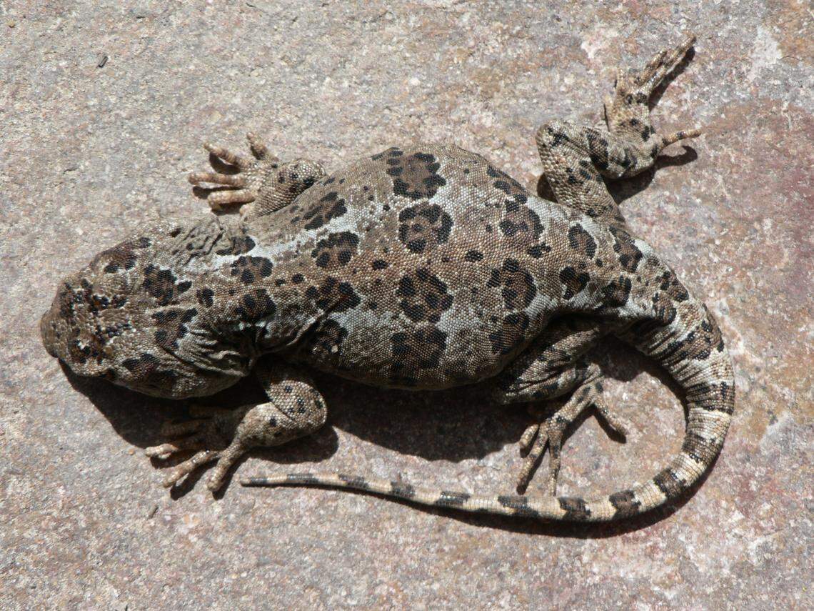 A Diplolaemus vulcanus, or Vulcan lizard.