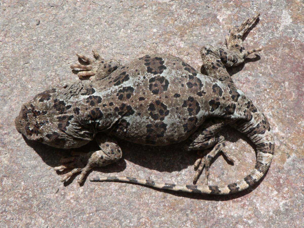 A Diplolaemus vulcanus, or Vulcan lizard.