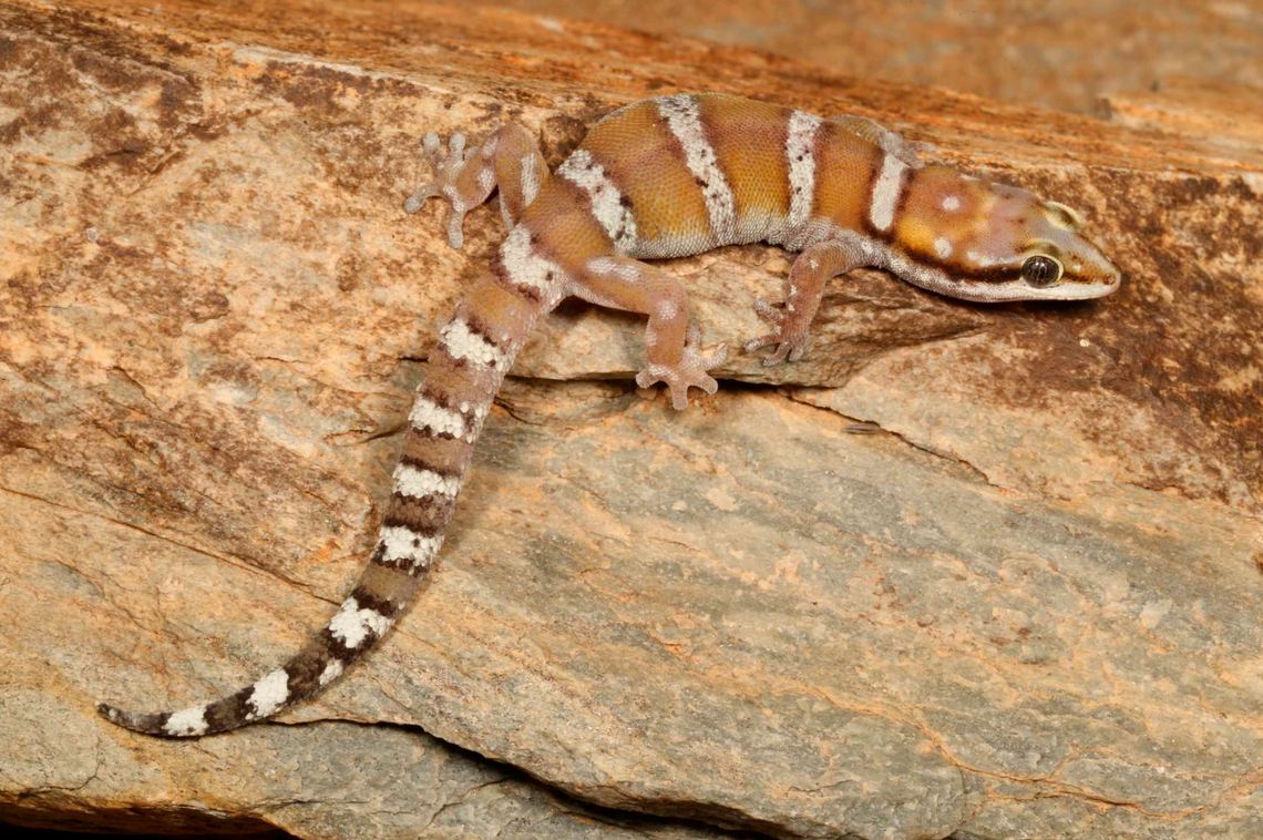 A Pachydactylus ovahimba, or Himba thick-toed gecko.