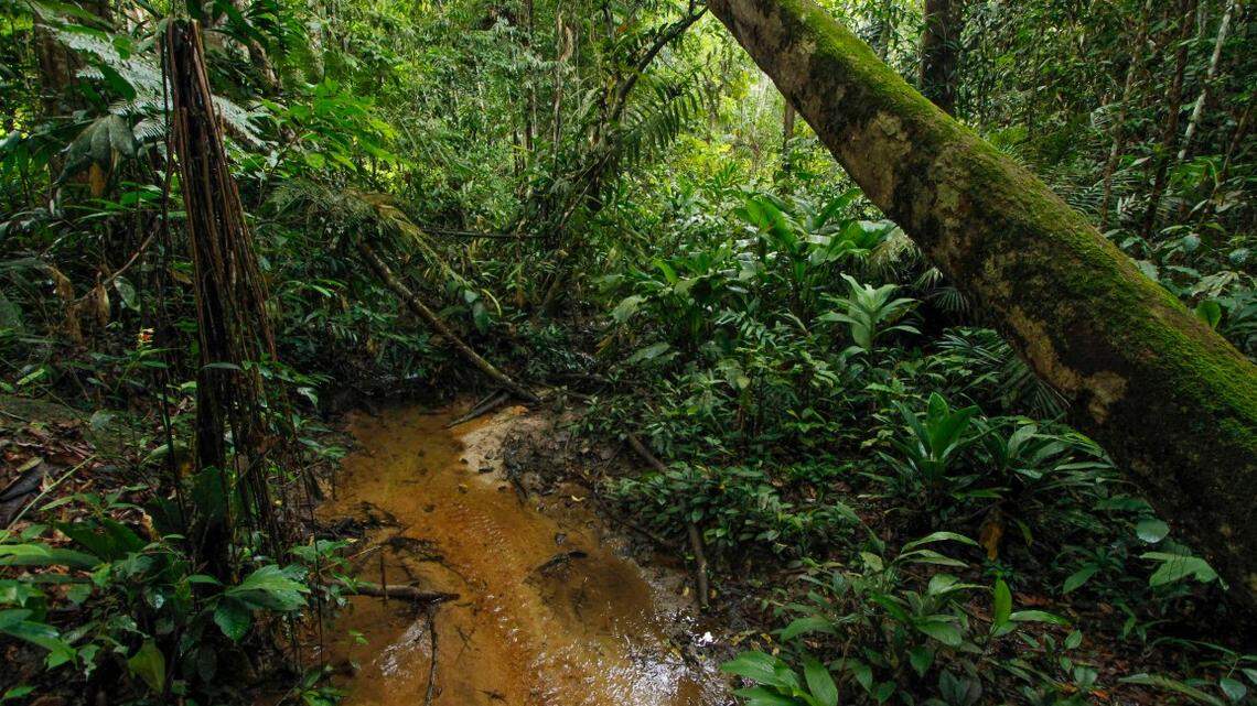 Scientists found a “large”-eyed animal with claws lurking in the trees of Phuket Island and discovered a new species, a study said.