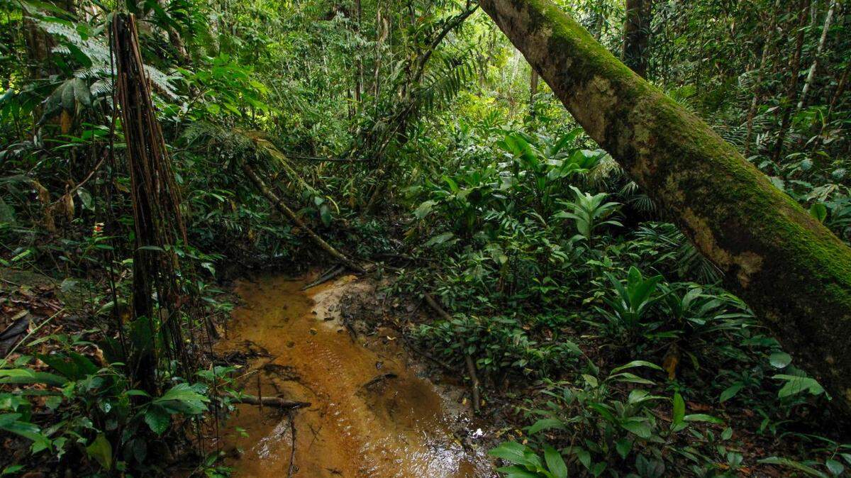 Scientists found a “large”-eyed animal with claws lurking in the trees of Phuket Island and discovered a new species, a study said.