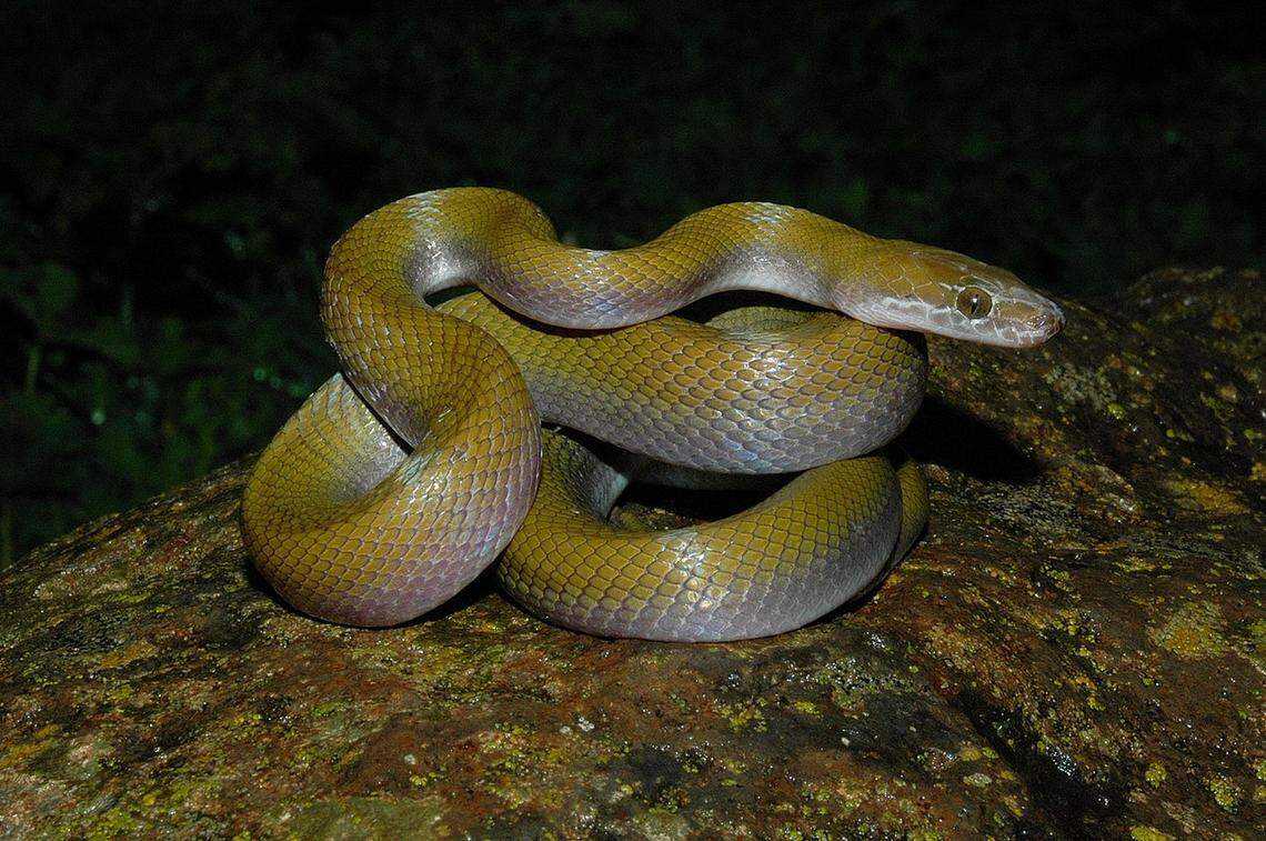 A Boaedon broadleyi, or Broadley’s African house snake.