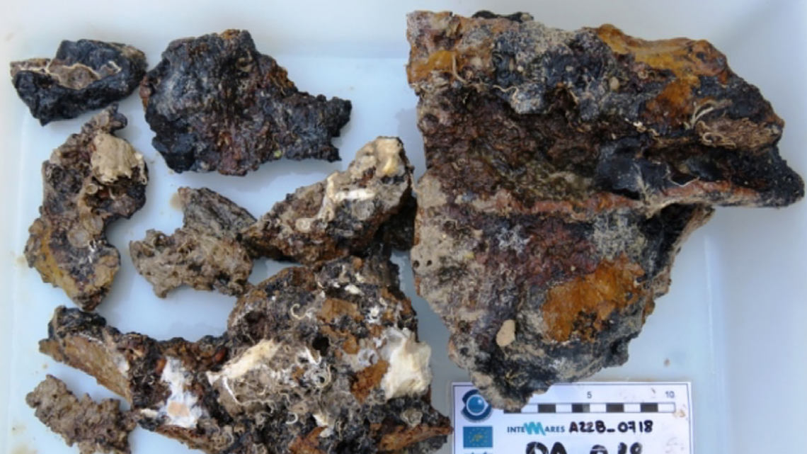 Scientists found a spotted deep-sea animal with five spiky arms in a rock fragment and discovered a new species, study said.