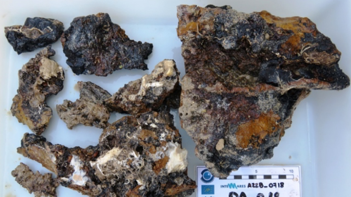 Scientists found a spotted deep-sea animal with five spiky arms in a rock fragment and discovered a new species, study said.