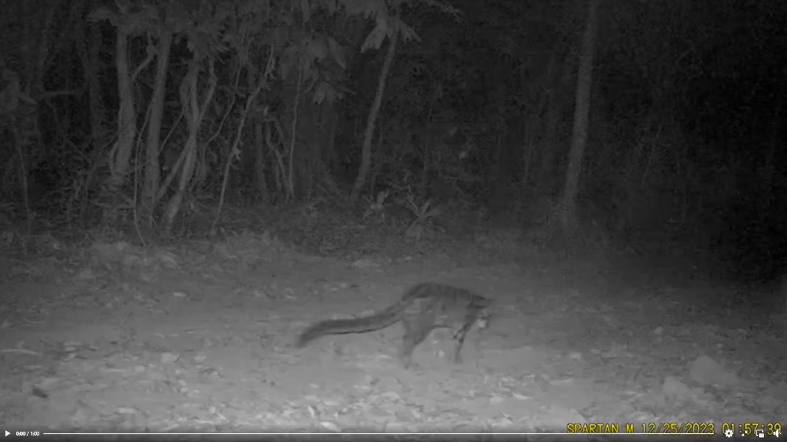 A family of three rare and elusive cats were seen together on a trail camera in Khao Ang Rue Nai Wildlife Sanctuary for the first time, a video shows.