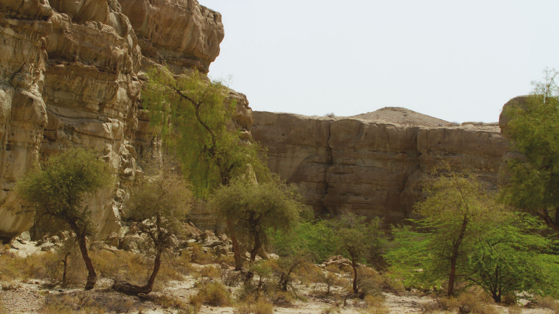 Scientists found a “big”-eyed creature with “elongated limbs” in a canyon of Iran and discovered a new species, a study said.