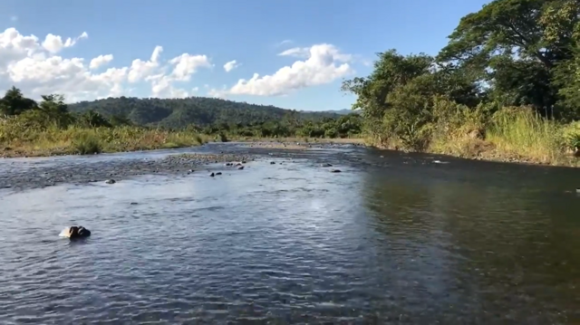 Animals In Rivers New species of ‘large’-mouthed fish discovered in Myanmar | Miami Herald
