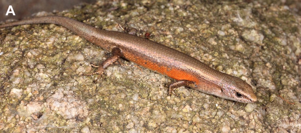 A male Lampropholis isla, or Scawfell Island sun skink.