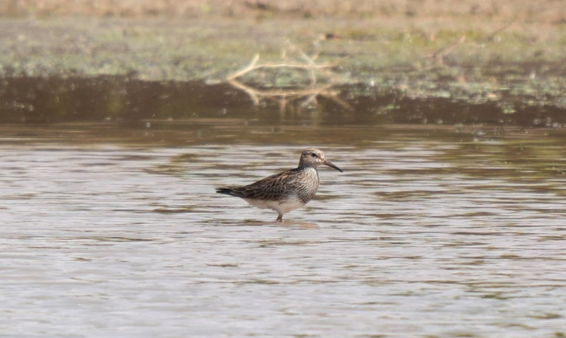 One of the pectoral sandpipers, or Calidris melanotos, seen at King Abdulaziz Royal Reserve in May.