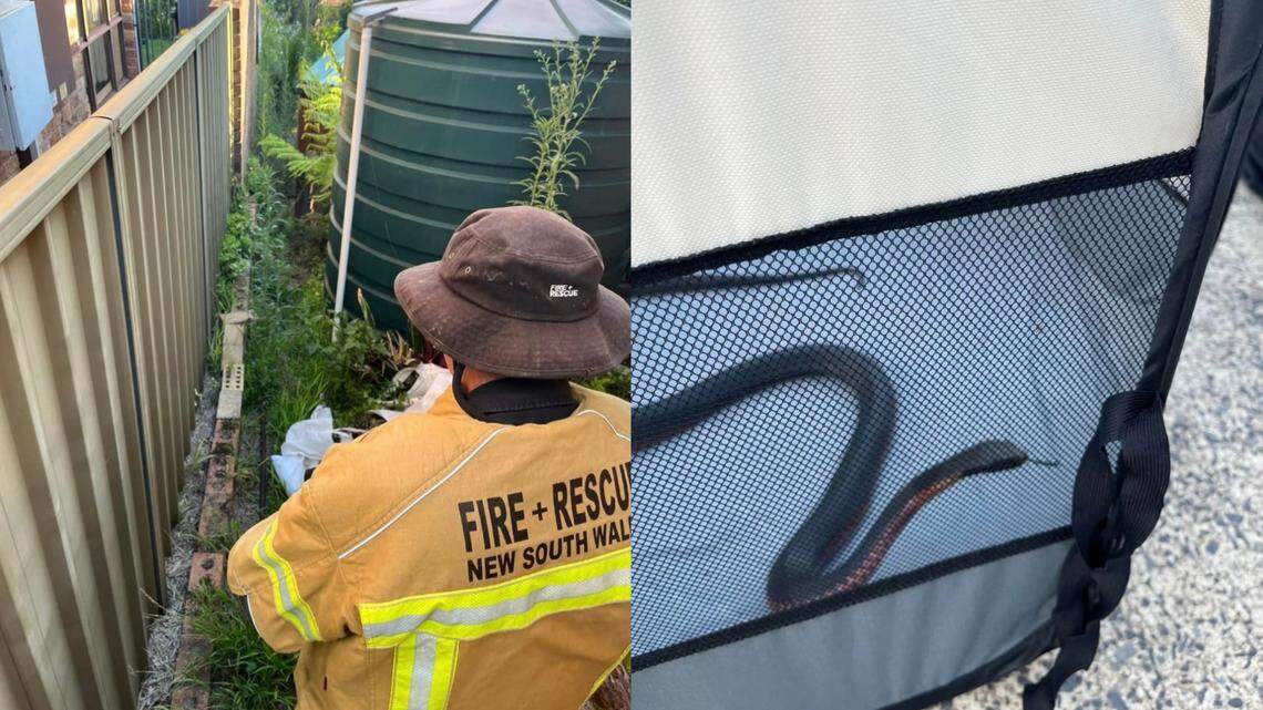 A family in Australia found a “cranky” red-bellied black snake in their home and called firefighters for help removing the venomous animal, photos show.