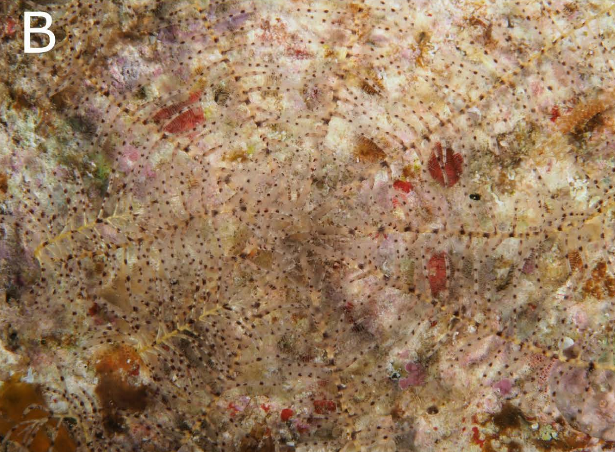 A Nesometra integra, or complete feather star, with “dotted” coloring.