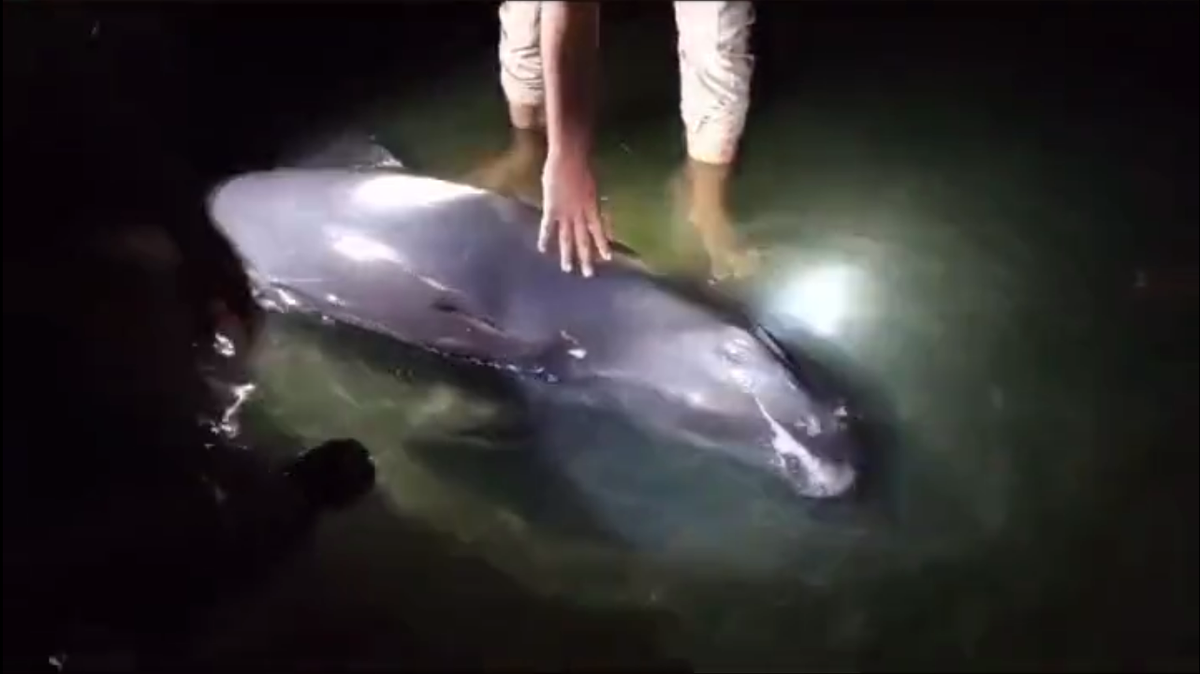 Fishermen in Tamil Nadu found an injured sea creature, a “very rare” pygmy killer whale, and tried to rescue the animal, wildlife officials said.