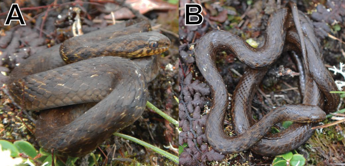 A Tachymenoides goodallae, or Goodall’s slender snake.
