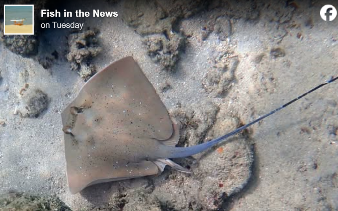 The Fiji maskray was previously misidentified as two other known species, researchers said.
