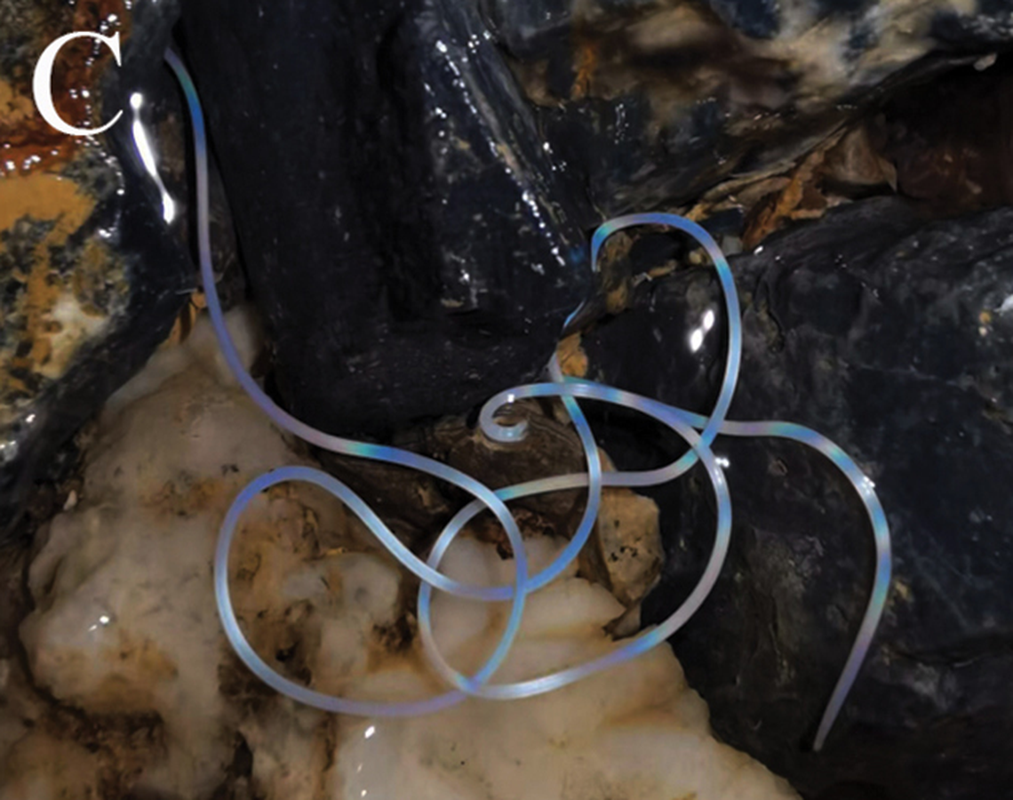 Free-living worms were found in the small puddles in the caves, researchers said.