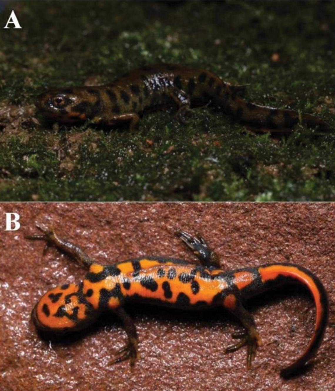 A Hypselotriton huanggangensis, or Huanggangshan fire-bellied newt, seen from the side (A) and below (B).