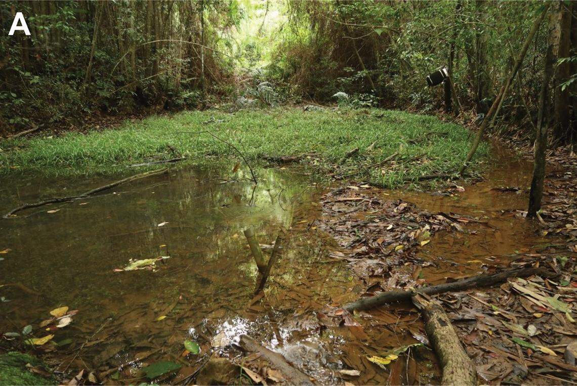 The habitat of Nidirana shyhhuangi, or the Yuchi music frog.