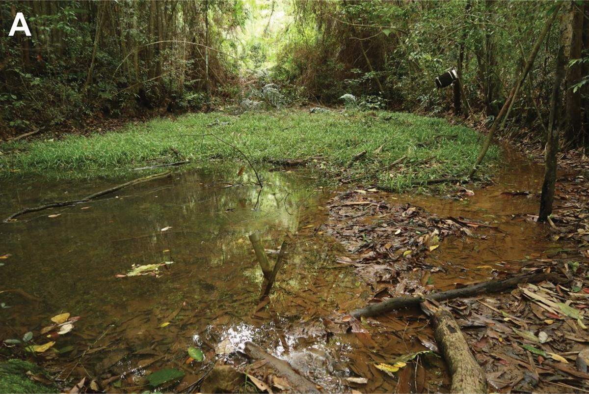 The habitat of Nidirana shyhhuangi, or the Yuchi music frog.