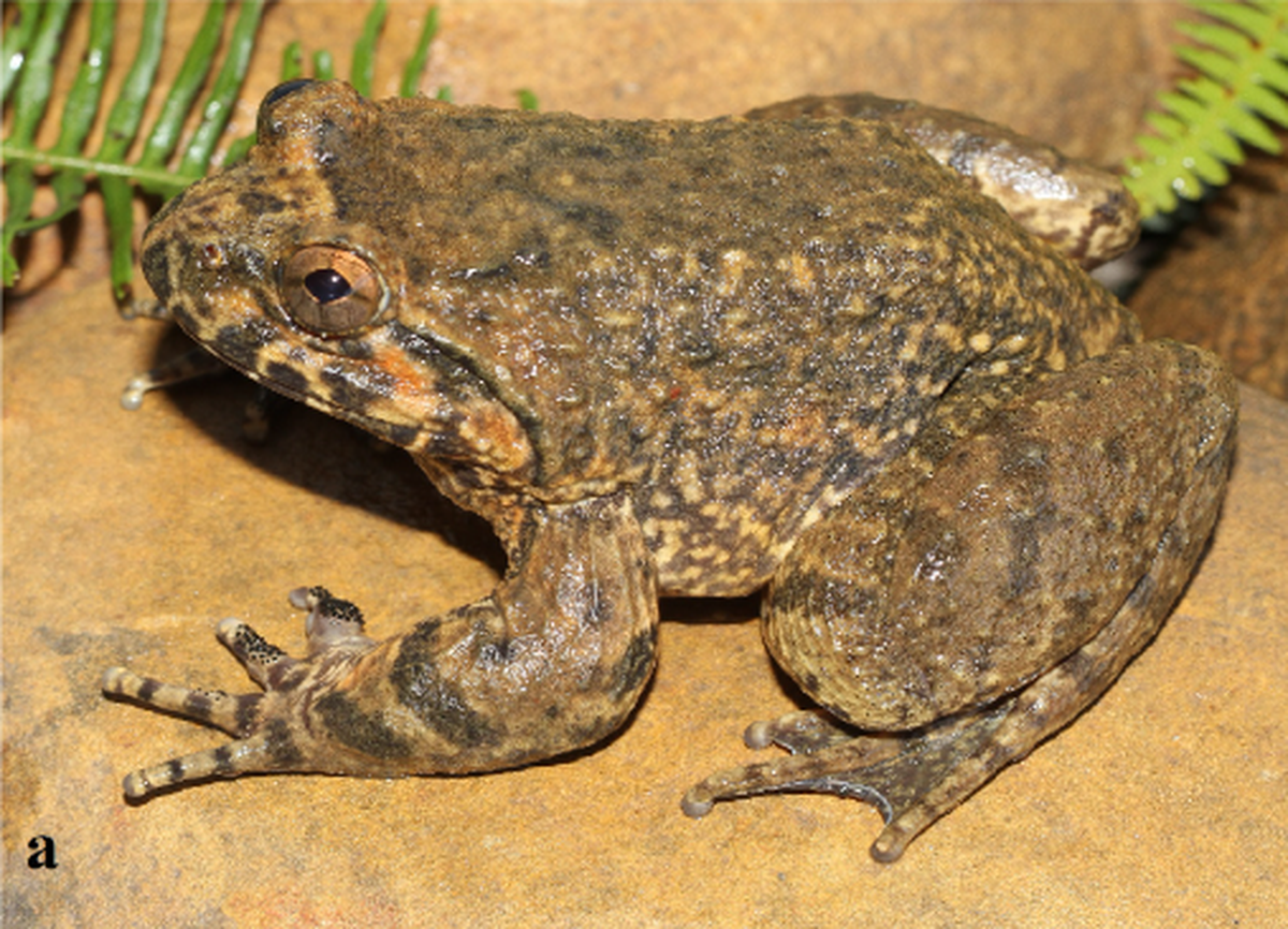 The Mau Son spiny frog is listed as vulnerable on the IUCN Red List and endangered in Vietnam, researchers said.