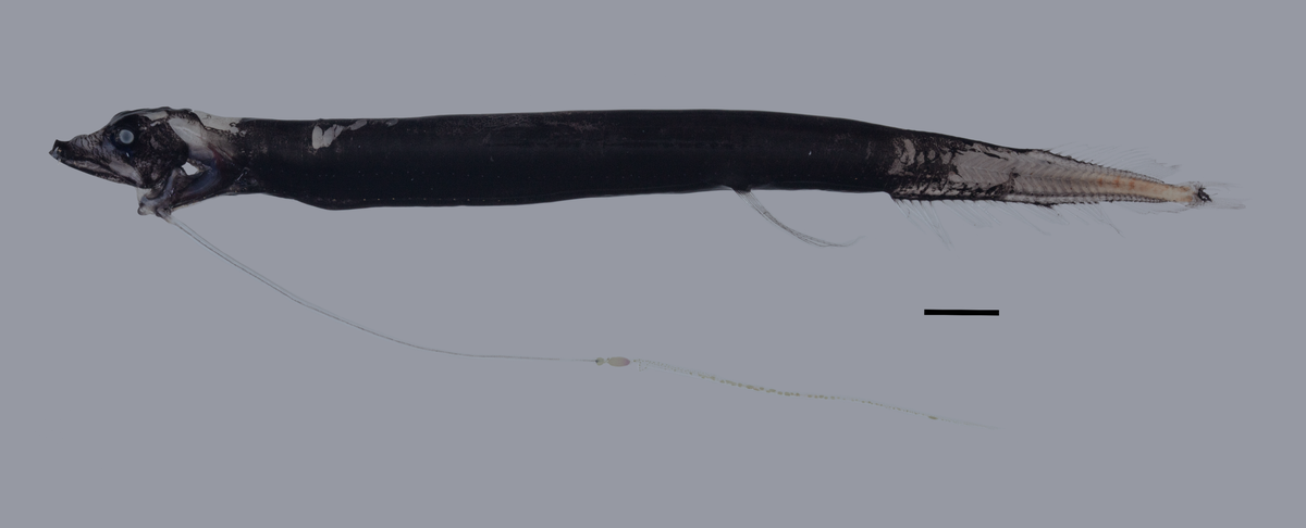 A Eustomias (Nominostomias) robertsi, or Roberts’ dragonfish, soon after being caught.