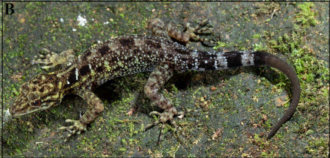 A male Cnemaspis valparaiensis, or Valparai dwarf gecko.
