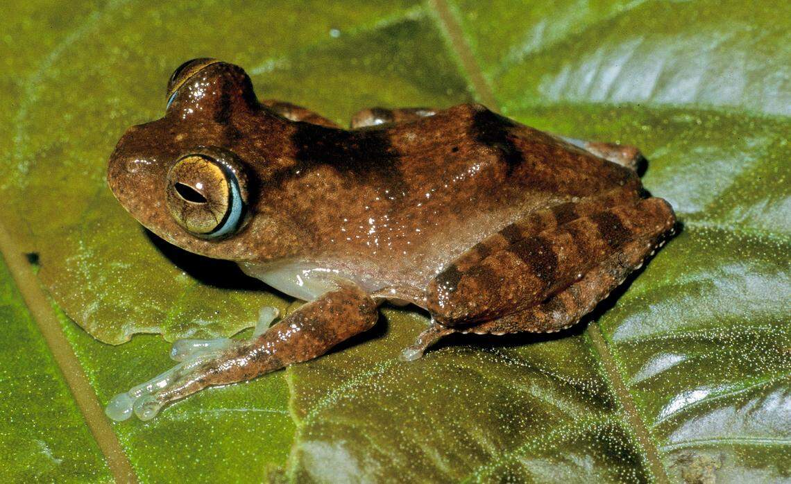 A Boophis siskoi, or Sisko’s tree frog.