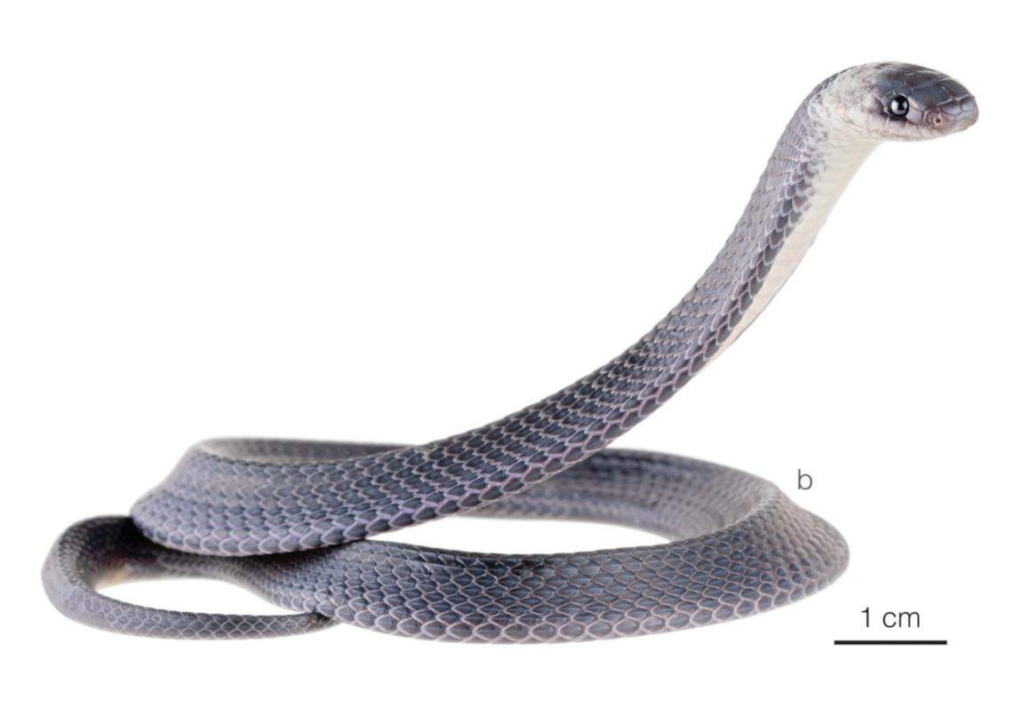 A Ninia guytudori, or Tudor’s coffee snake.
