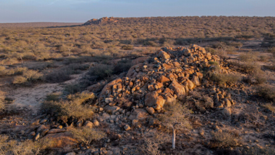 Scientists found a “large” creature running “rapidly” across rocks in Angola and discovered a new species, a study said.