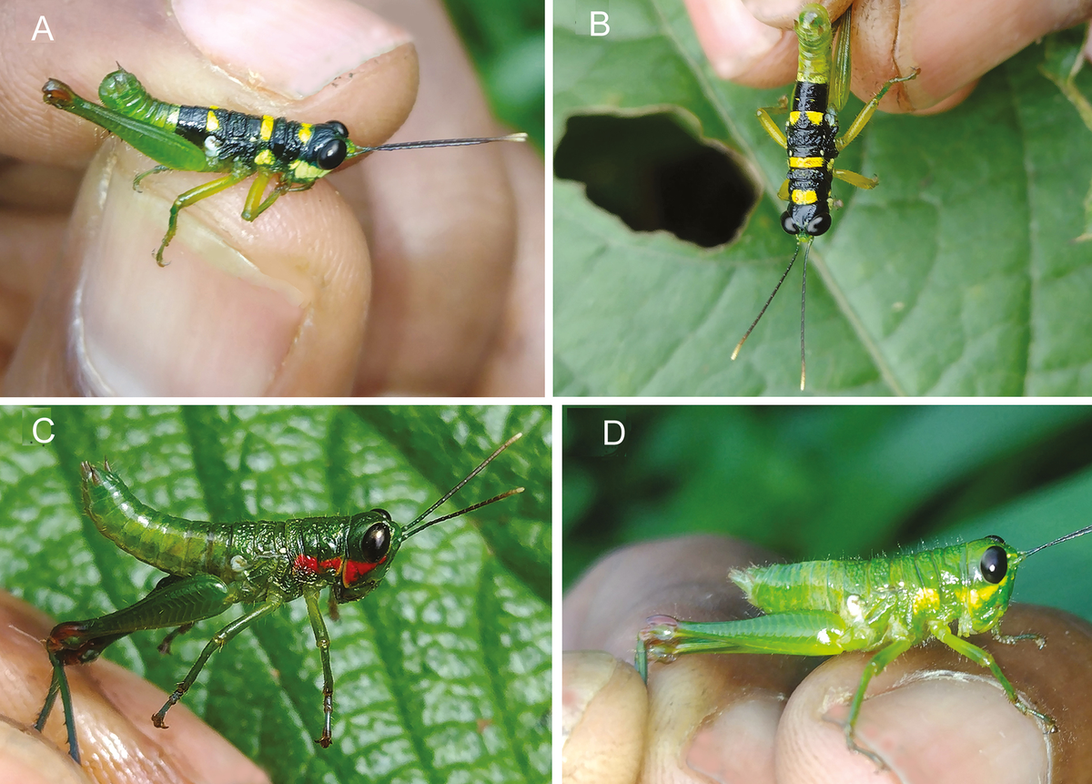 The new species is endemic to Equatorial Guinea’s Bioko Island, according to the study.