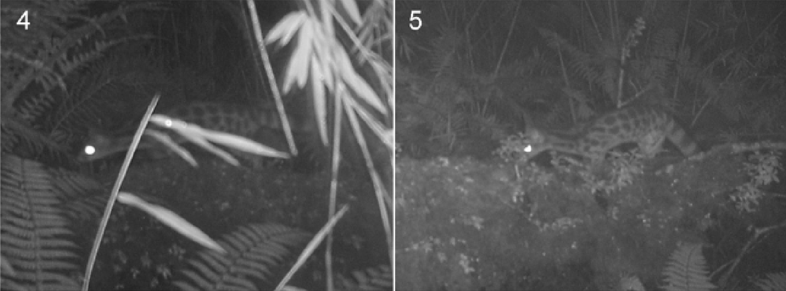 Two more spotted linsang sightings at Makalu Barun National Park.