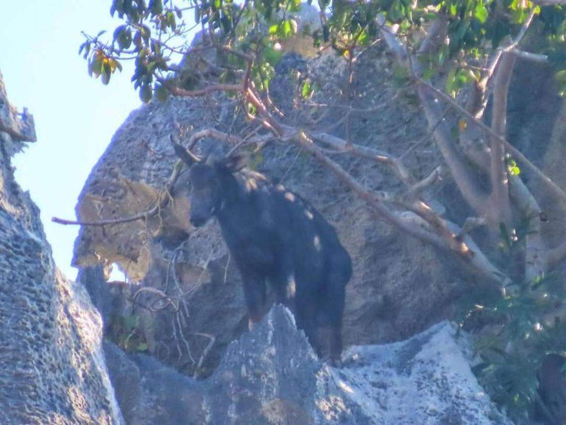 A close-up photo shows the serow seen at Khao Sam Roi Yot National Park.