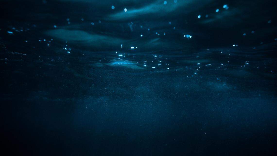 Scientists found a “dragon”-like sea animal with fangs off the coast of New Zealand and discovered a new species, a study said.