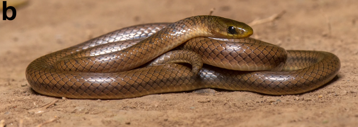 An Anguiculus dicaprioi, or DiCaprio’s Himalayan snake.