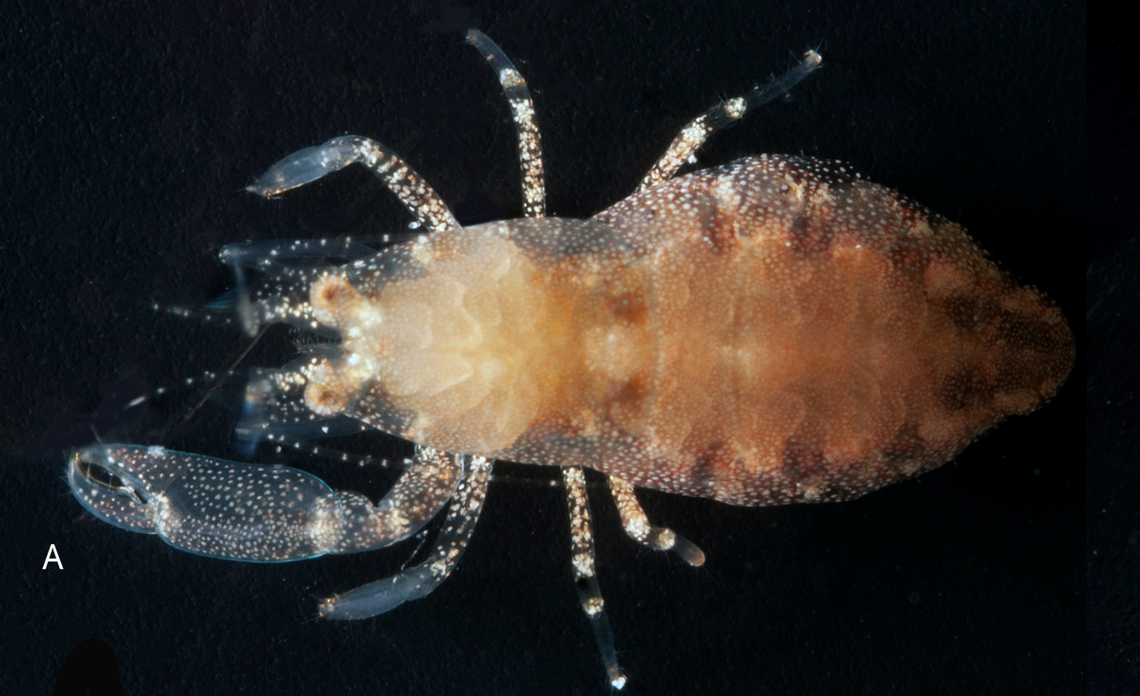 A pregnant female Periclimenaeus cloacola, or sewer-dwelling shrimp.