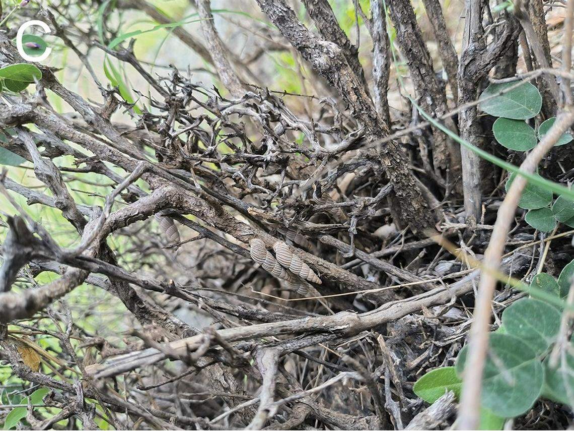 Two Petraeomastus limenghuai, or Meng-Hua Li’s land snails, stuck on a branch.
