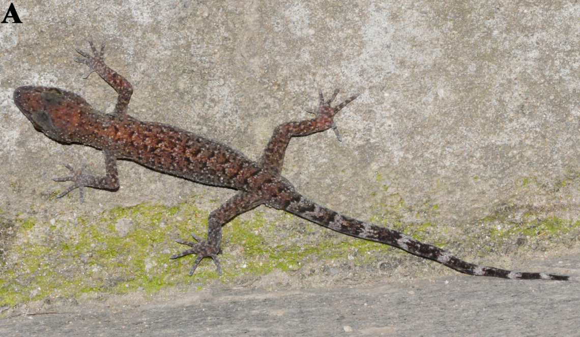 A Cyrtodactylus karanshahi, or Karan’s bent-toed gecko.