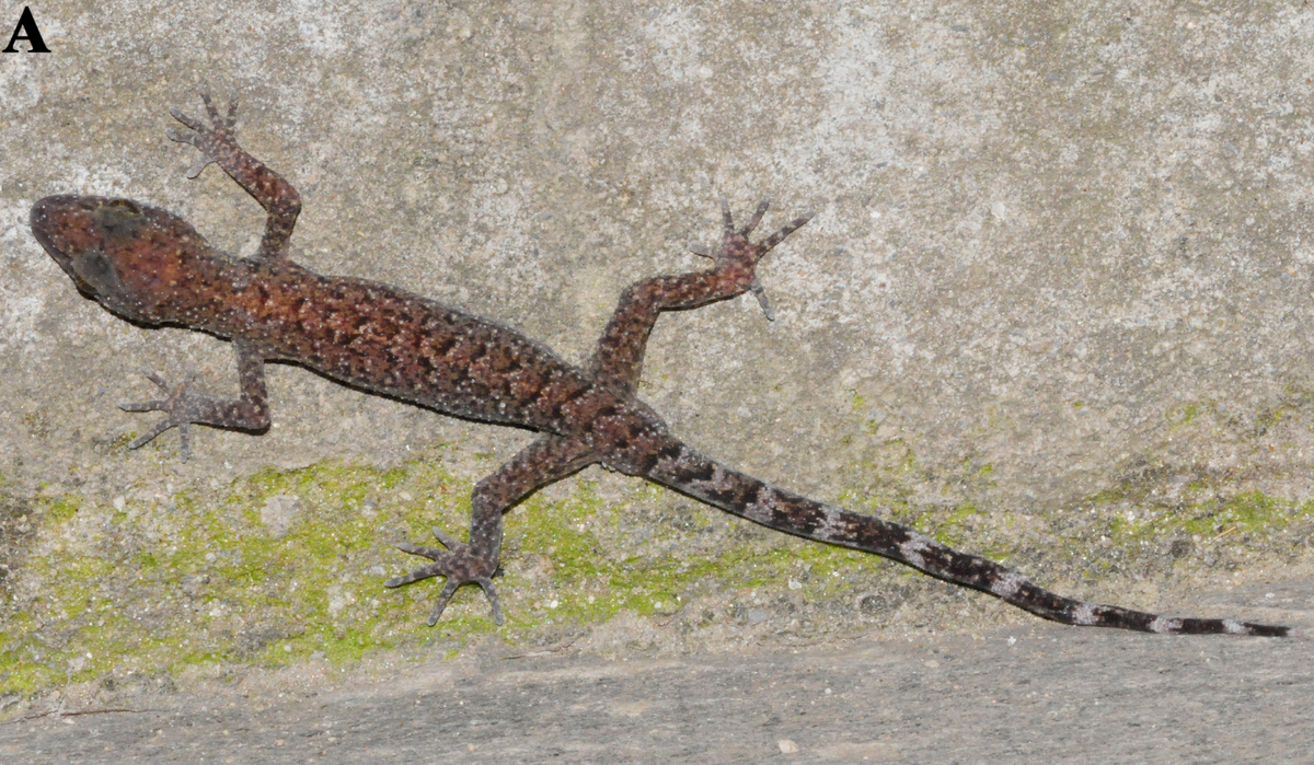 A Cyrtodactylus karanshahi, or Karan’s bent-toed gecko.