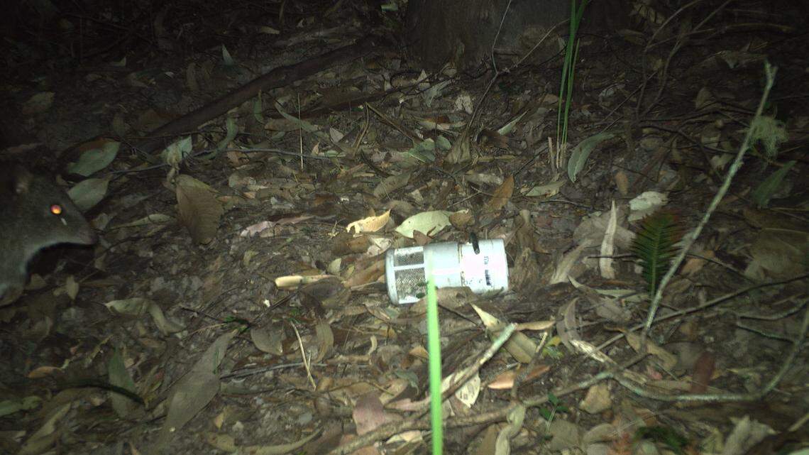 A trail camera recorded the first sighting of a long-nosed potoroo, a “notoriously” elusive animal, at Waulinbakh Wildlife Sanctuary, ecologists said.